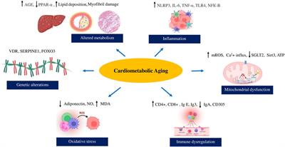 The onset and the development of cardiometabolic aging: an insight into the underlying mechanisms